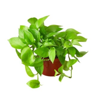 Pothos 'Neon'