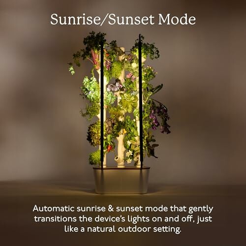 Indoor garden with sunrise and sunset mode lighting.